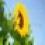 Beautiful Sunflowers Screensaver 1