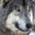 WolfChat 1.1.9